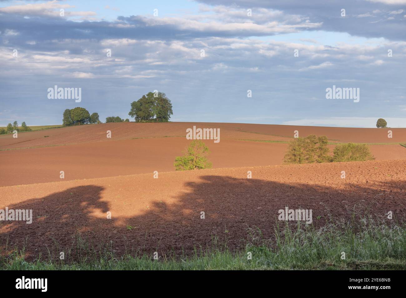 Landwirtschaftliche Ödland, Maisfelder, Maisfelder bis zum Horizont, Deutschland, Bayern, Isental Stockfoto