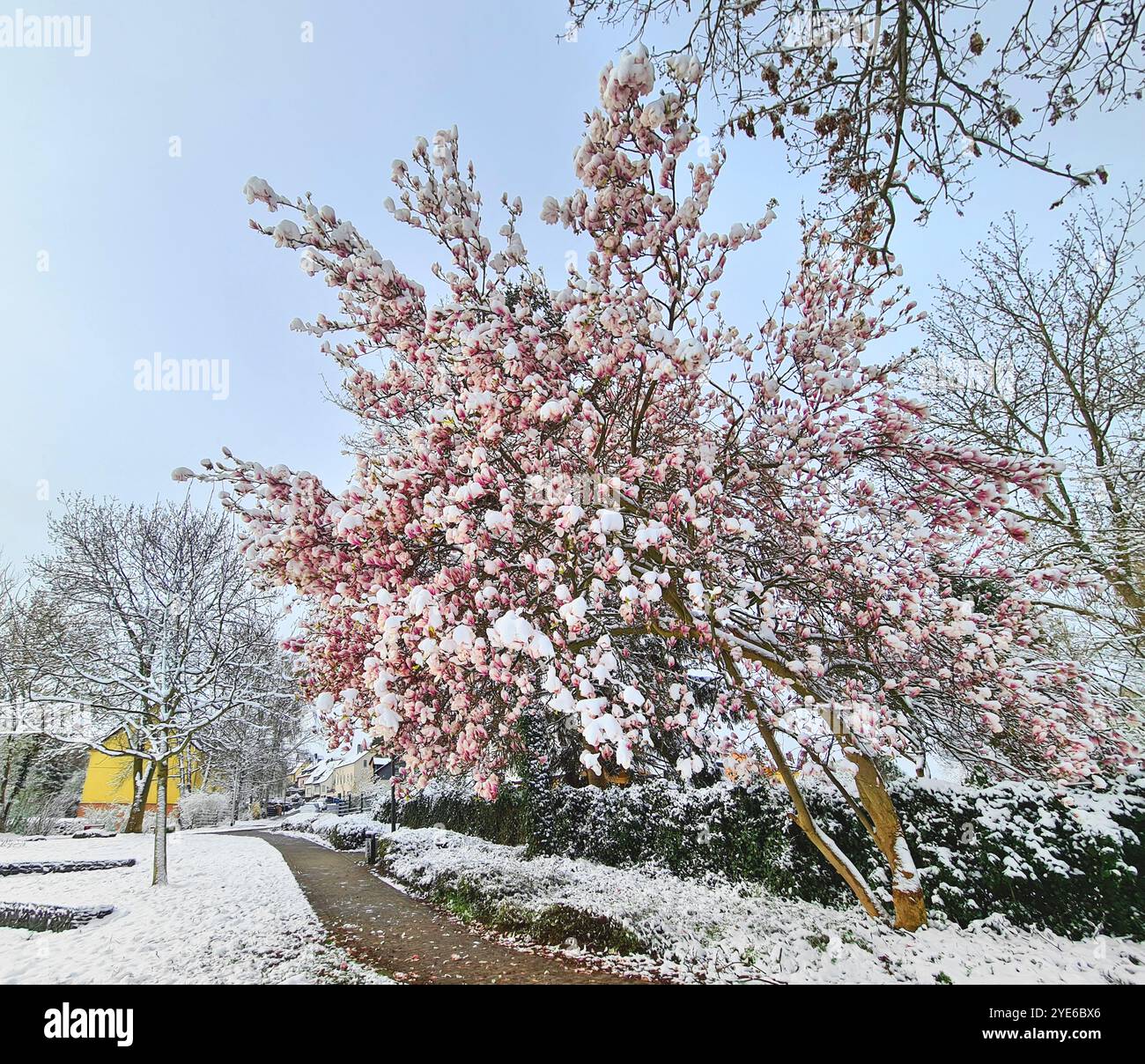 Untertasse Magnolie (Magnolia x soulangiana, Magnolia soulangiana, Magnolia x soulangeana, Magnolia soulangeana), blüht im Schnee, Schäden am flo Stockfoto