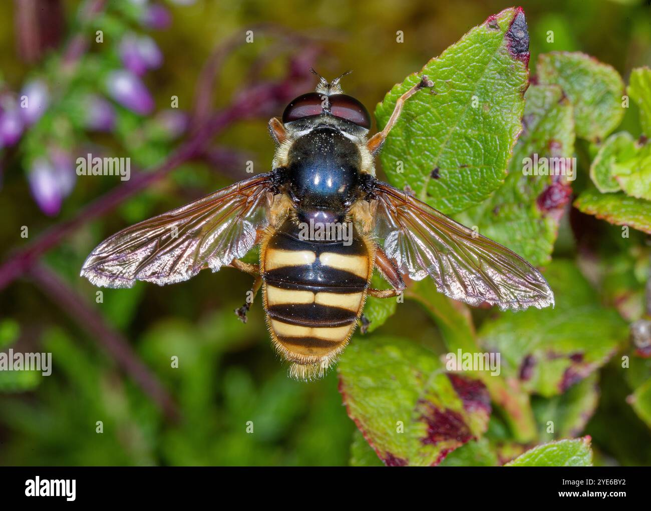 Gelbgeschliffene Torf-Hoverfly (Sericomyia silentis), auf einem Blatt sitzend, dorsale Ansicht, Deutschland Stockfoto