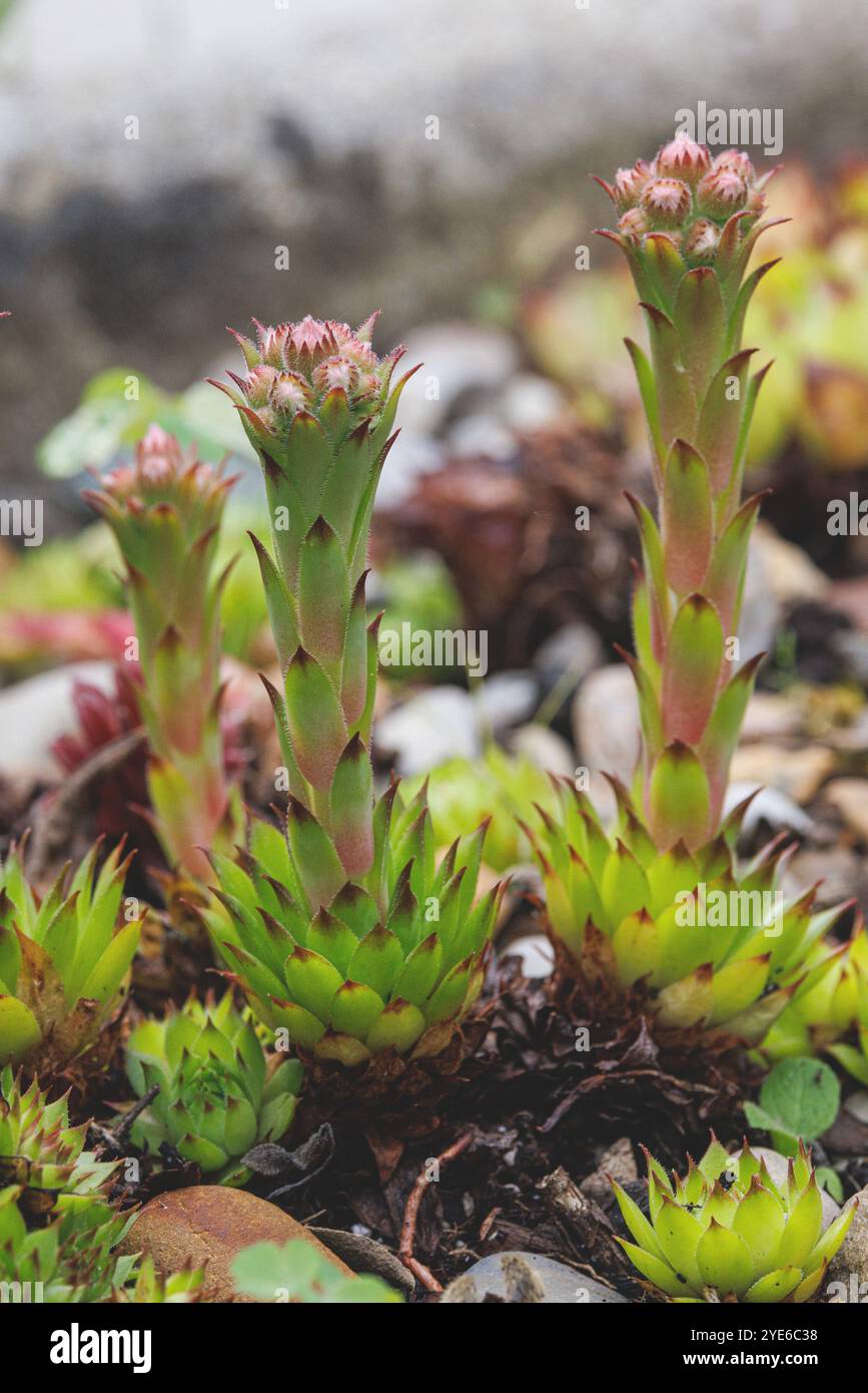 Hühner und Hühner, Hausleich, Hausleich, gewöhnlicher Hausleich (Sempervivum tectorum), in Knospe, Deutschland Stockfoto