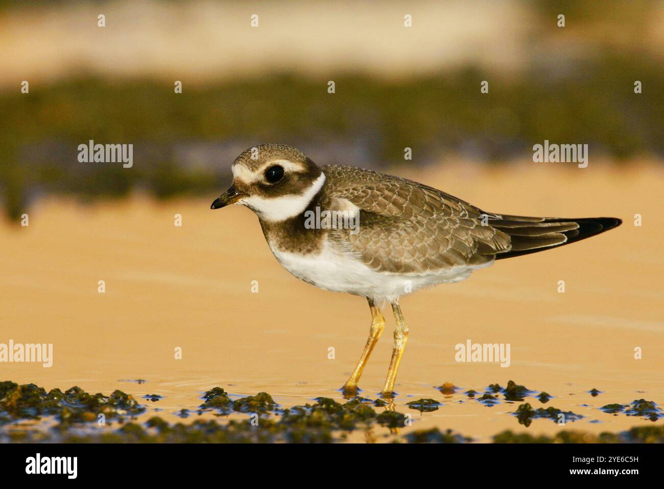 Ringpfeifer (Charadrius hiaticula), auf der Suche in Flachwasser, Seitenansicht, Ägypten Stockfoto