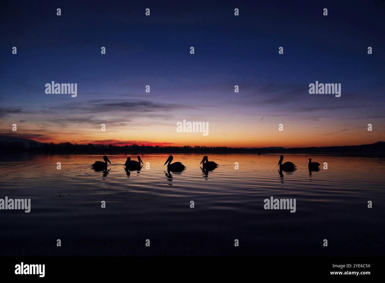 Dalmatinischer Pelikan (Pelecanus crispus), Gruppe auf dem See bei Sonnenaufgang, Griechenland, See Kerkini Stockfoto