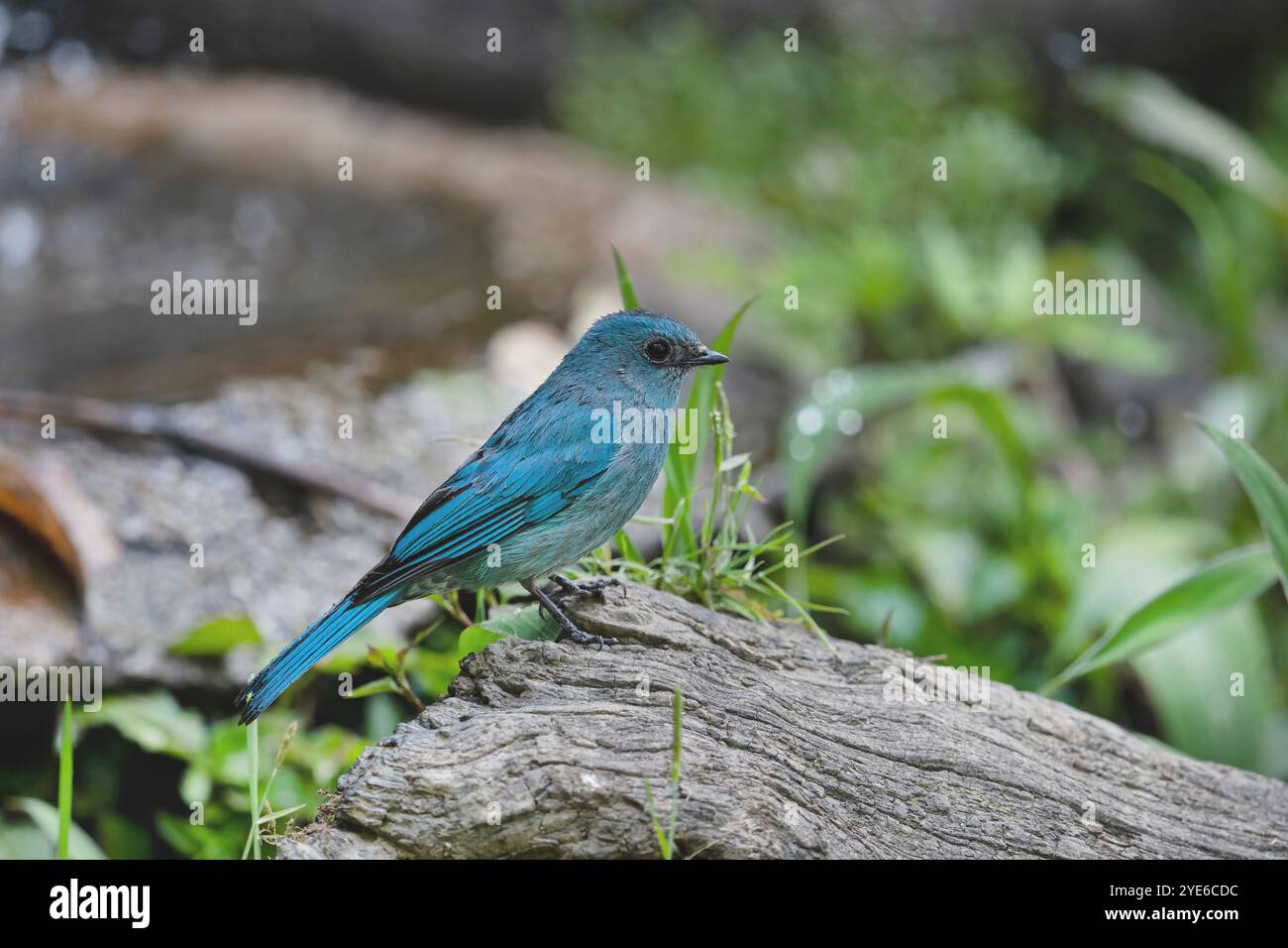 Verditer Fliegenfänger (Eumyias thalassinus), männlich sitzend auf einem Ast, China, Yunnan, Gaoligongshan Mountain Stockfoto