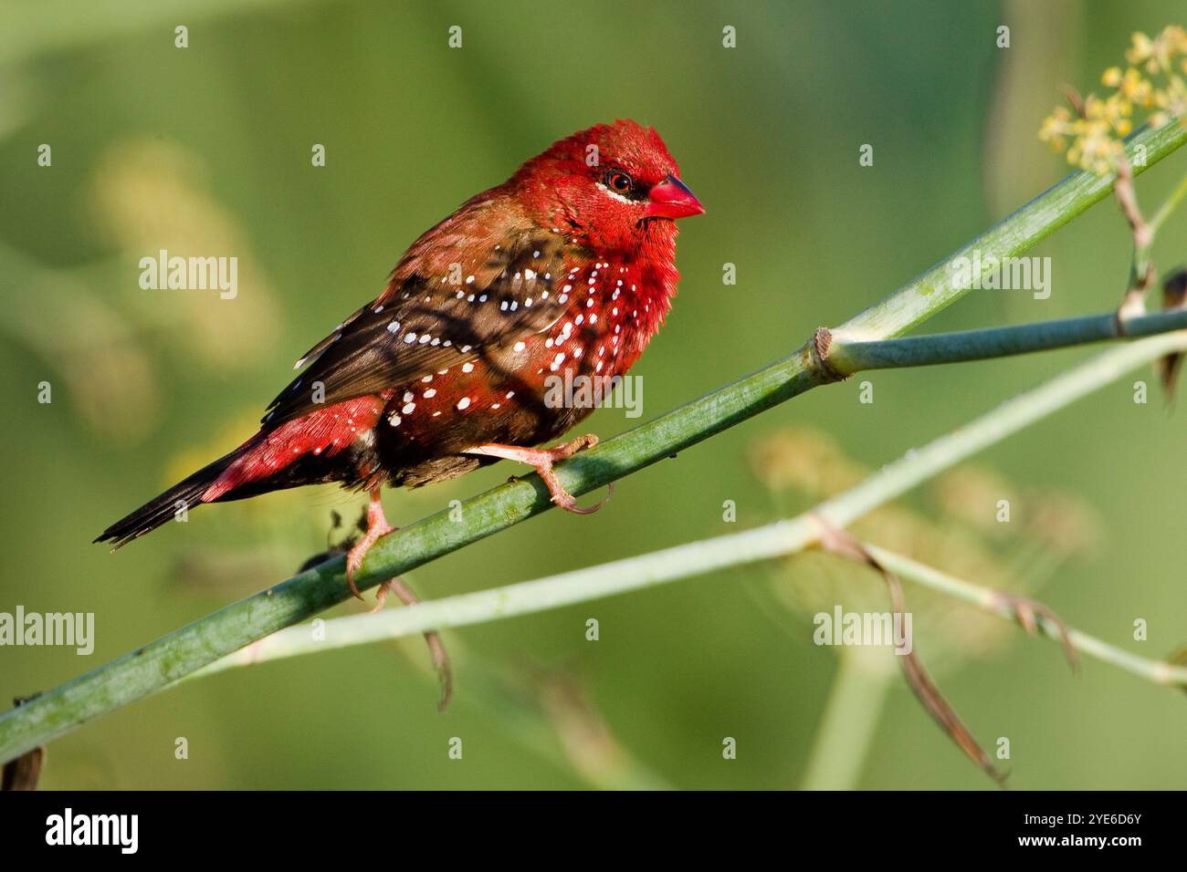 Rote Munie, roter Avadavat, erdbeerfink (Amandava amandava), männlich im Zuchtgefieder auf einem Pflanzenstamm, Italien, Toskana, Pisa Stockfoto