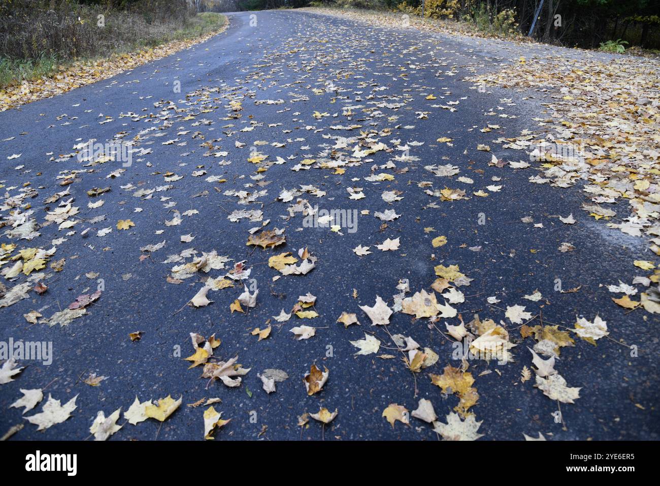 Goldene Blätter, die ein kleines Land bedecken, ritten auf nassem Pflaster Stockfoto