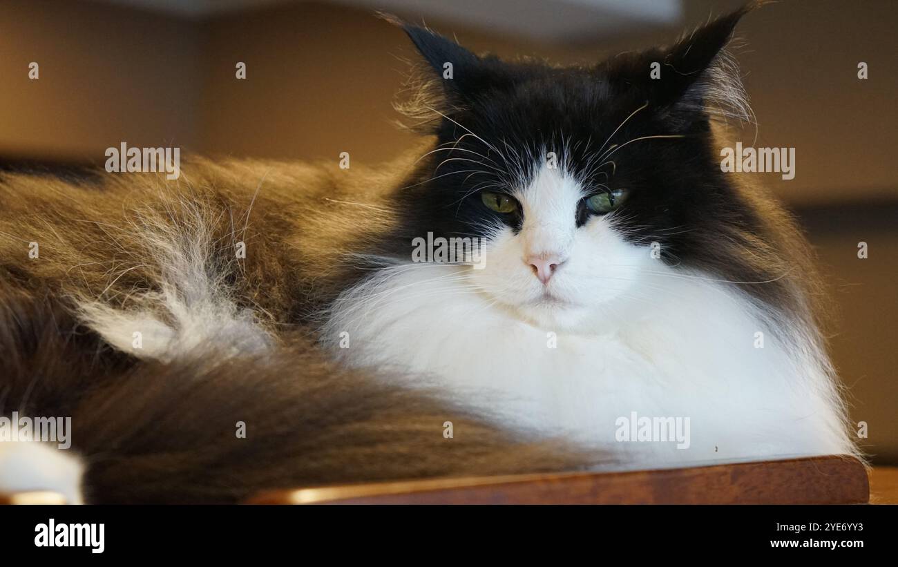Katze, die sich im Katzencafé in Japan entspannt Stockfoto