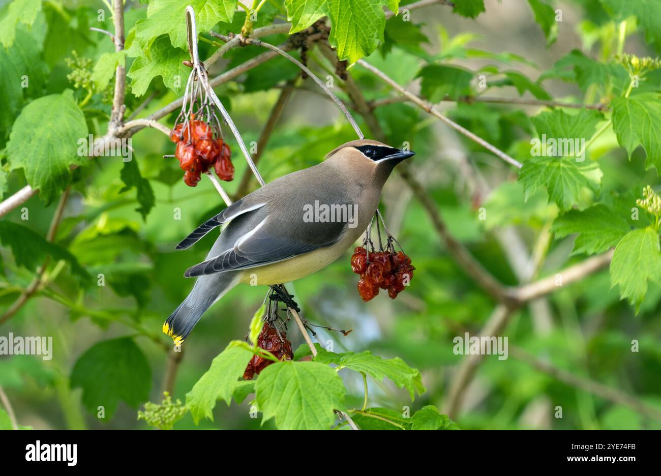 Nahaufnahme eines Cedar-Wachsflügels, der sich während des Frühlingszuges von Beeren aus einem High Bush Cranberry Shrub ernährt, Ontario, Kanada Stockfoto