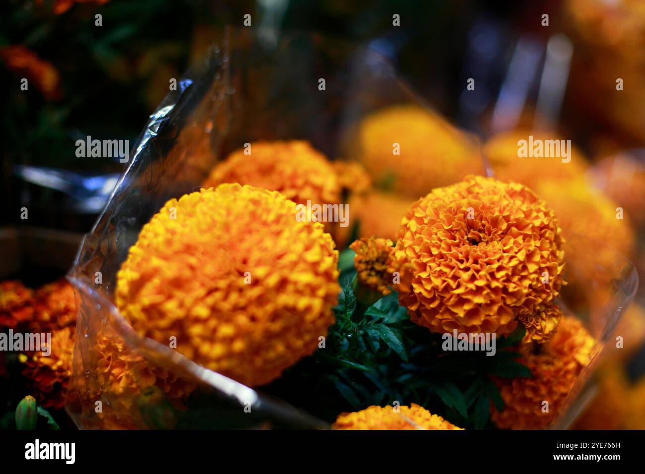 Cempasuchil-Blumenarrangements für den Tag der Toten Stockfoto