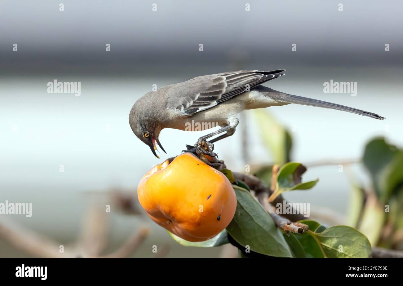 Nördliche Mockingbird Isst Granatapfel Stockfoto