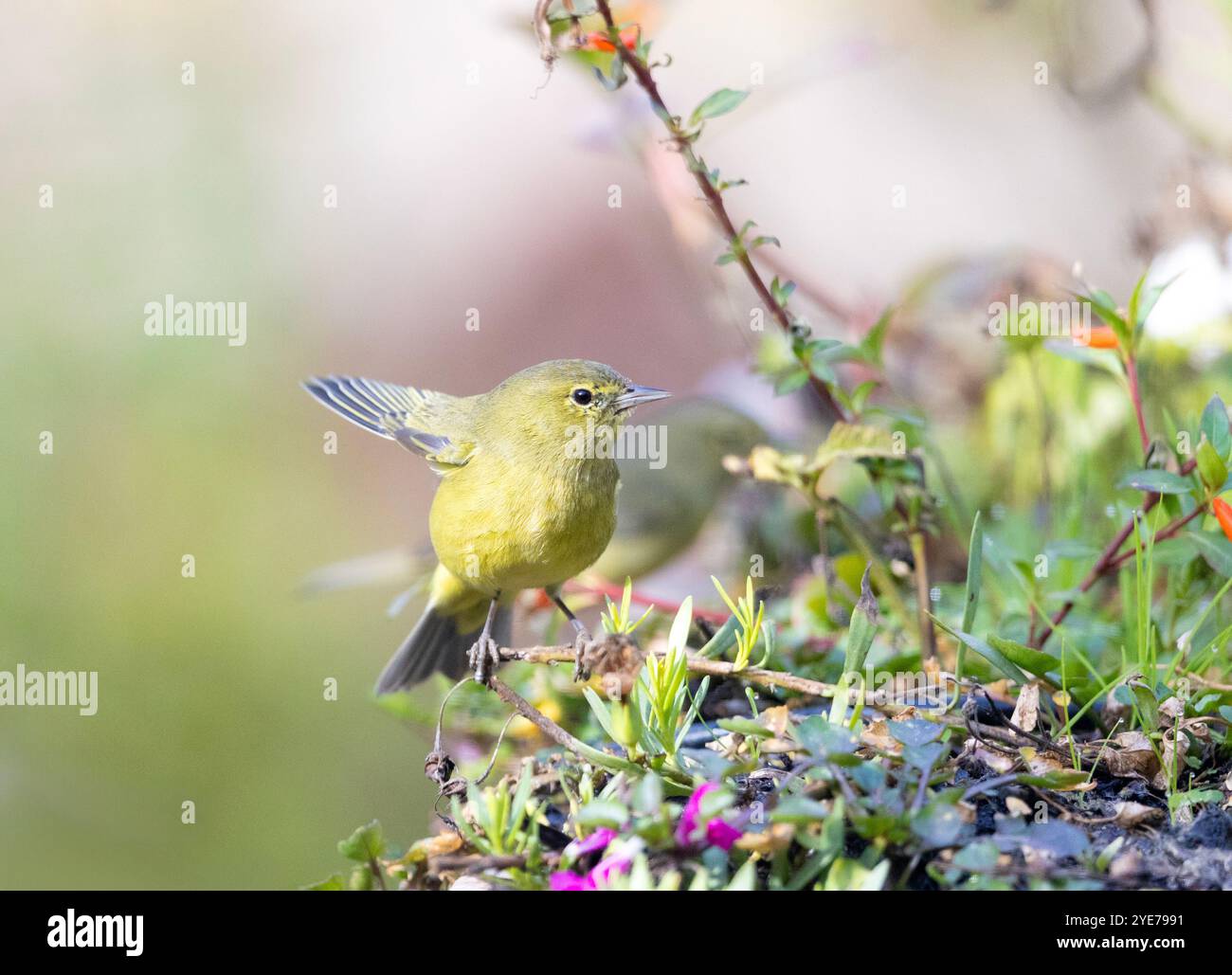Orangefarbener Warbler Stockfoto