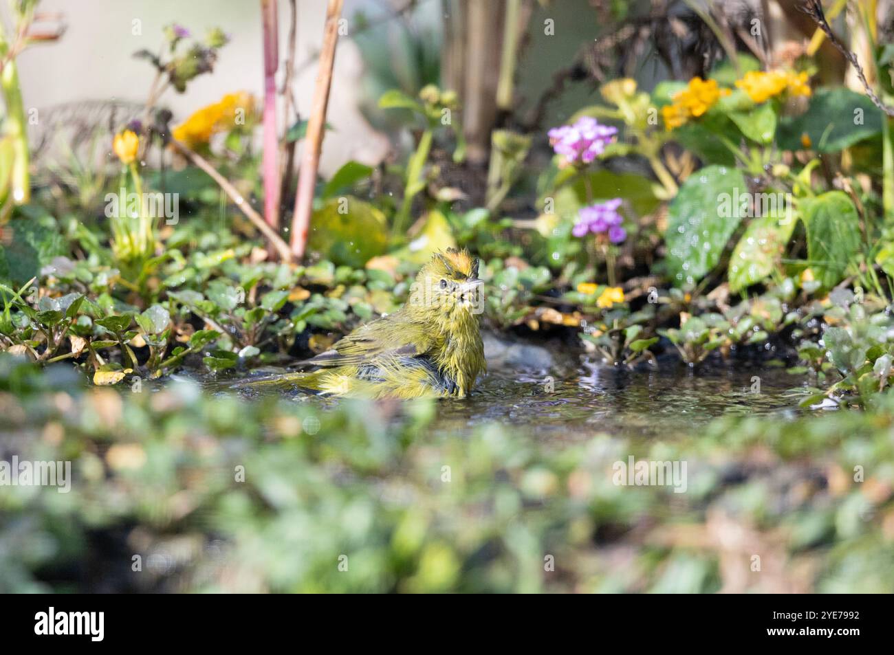 Orangenkrone Warbler Baden Stockfoto