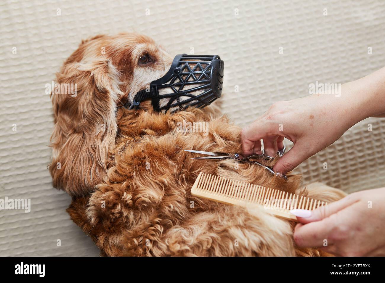 Ein Hund wird mit einem Kamm und einer Schere gepflegt, während er einen Maulkorb trägt, um Sicherheit und Sauberkeit bei der Pflege zu gewährleisten. Stockfoto
