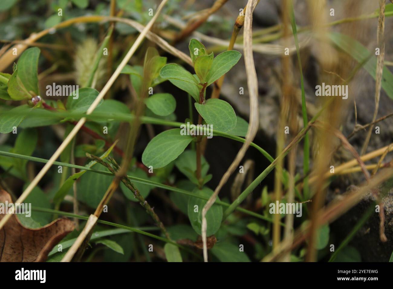 Eine grüne Pflanze mit lebendigen Blättern, die dem Raum Frische und Leben verleiht. Stockfoto