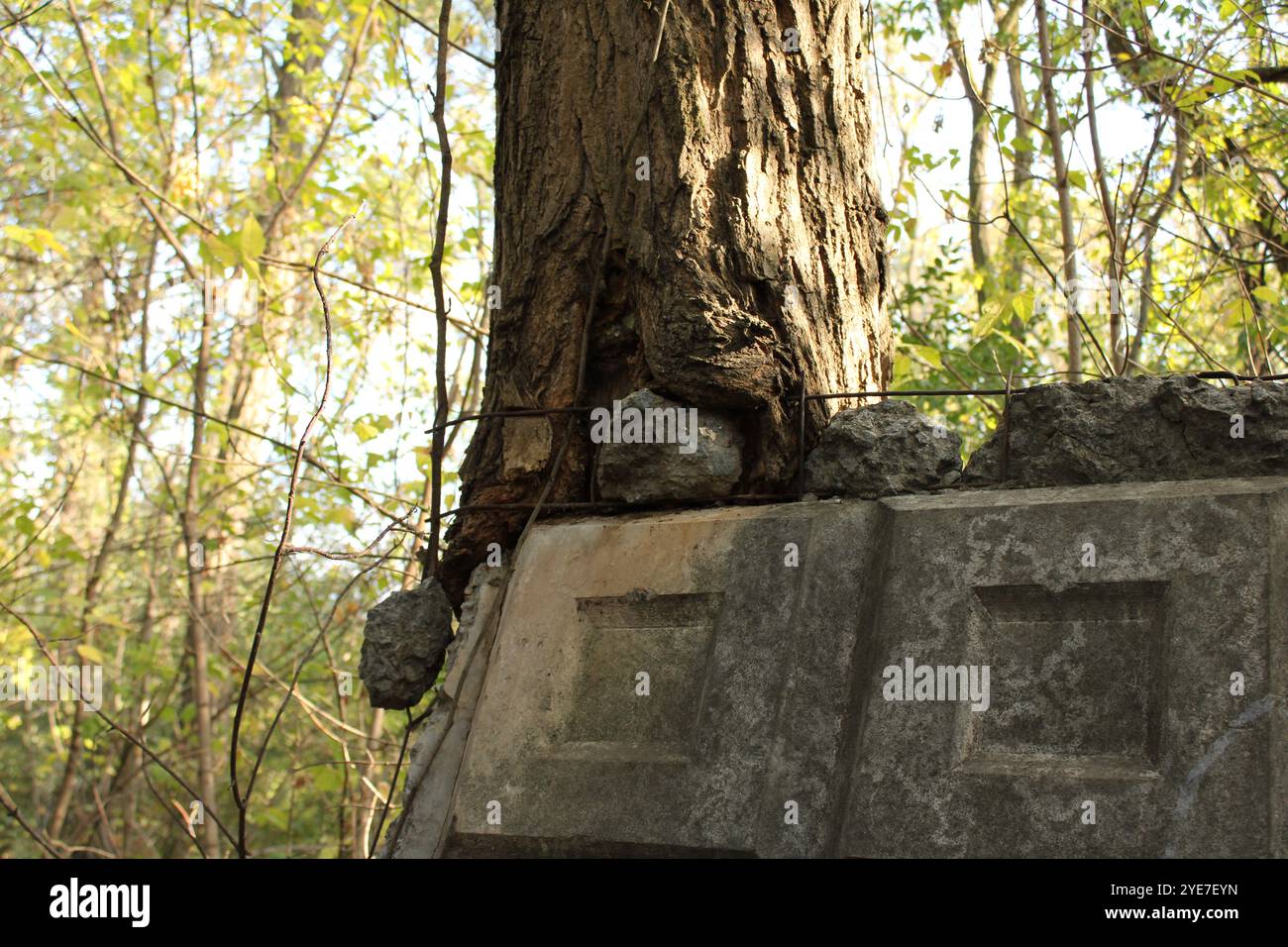 Ein Baum, der durch eine Betonplatte wächst, symbolisiert die Widerstandsfähigkeit der Natur und die Fähigkeit des Lebens, unter härtesten Bedingungen einen Weg zu finden. Stockfoto