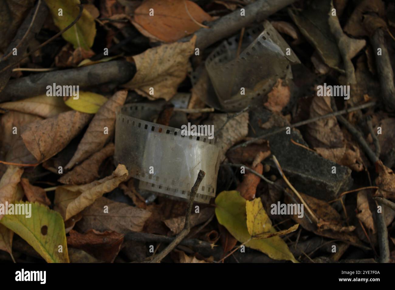 Ein alter Film aus einer Kamera, verloren zwischen den Blättern im Wald, eine Erinnerung an die Vergangenheit. Stockfoto