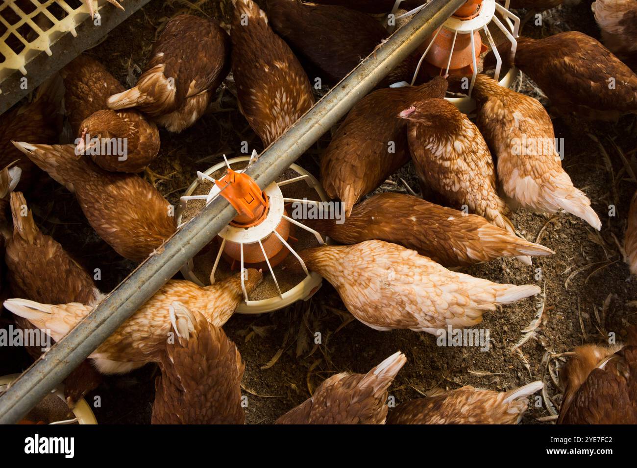 Junge Hühner in einer Scheune. RSPCA versicherte akkreditierte, höhere Wohlfahrtsstandards, Jungtierfarm. Yorkshire. Vereinigtes Königreich. Stockfoto