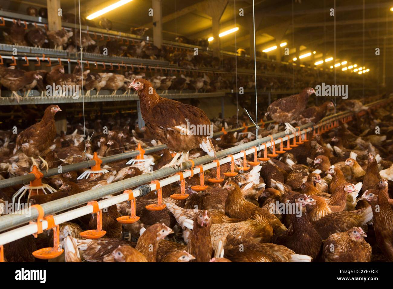 Junge Hühner in einer Scheune. RSPCA versicherte akkreditierte, höhere Wohlfahrtsstandards, Jungtierfarm. Yorkshire. Vereinigtes Königreich. Stockfoto
