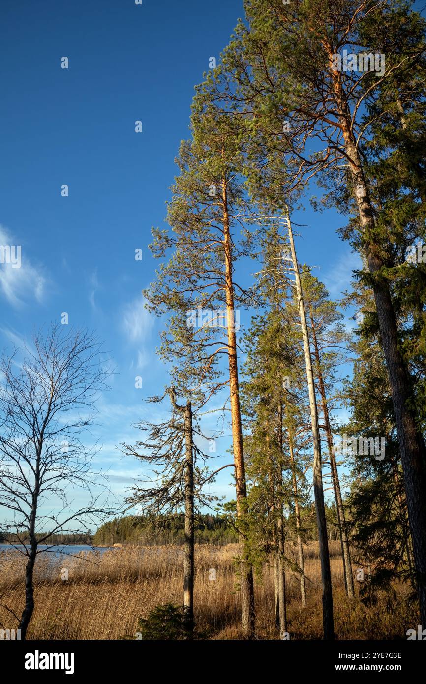 Kalimeenlampi Seeufer Herbstlandschaft, Oulu Finnland Stockfoto