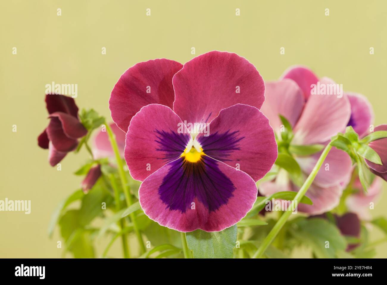 Pansy „Carmine Rose Blotch“ Stockfoto