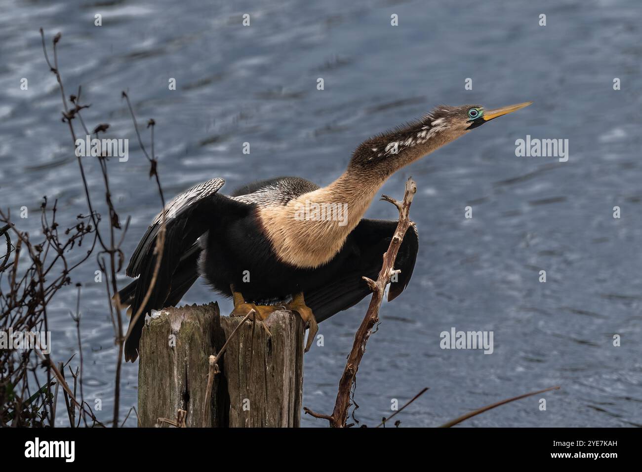 Anhinga (Anhinga anhinga) steht auf Baumstümpfen am Rande des Lake Apopka, Florida. Wasser im Hintergrund. Stockfoto