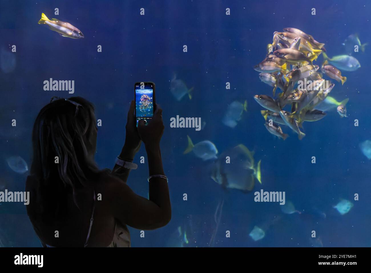 Lady fotografiert einen Fischschwarm im öffentlichen Aquarium mit Smartphone Stockfoto