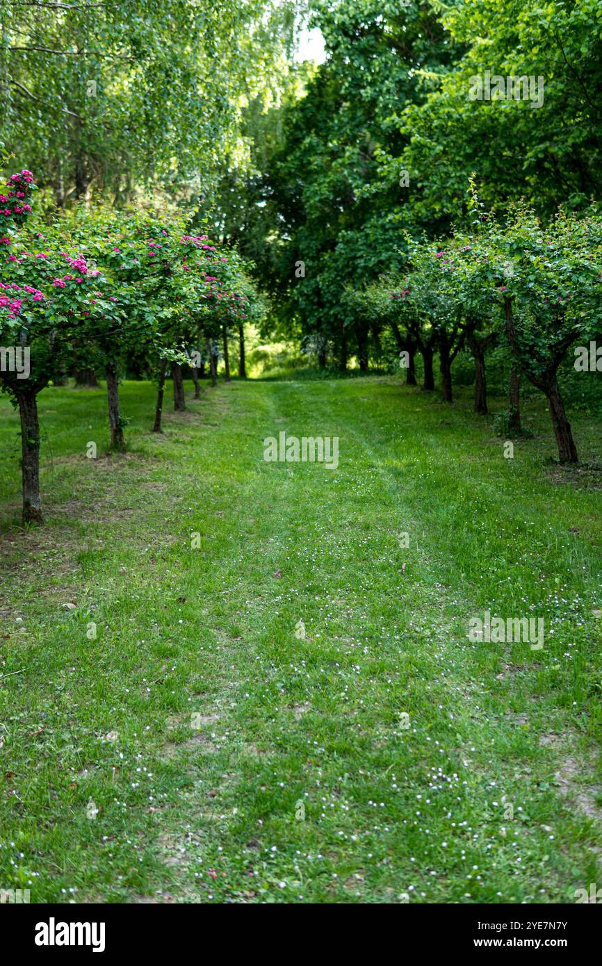 Bäume wachsen in einer Linie in einem Obstgarten auf dem Land Stockfoto