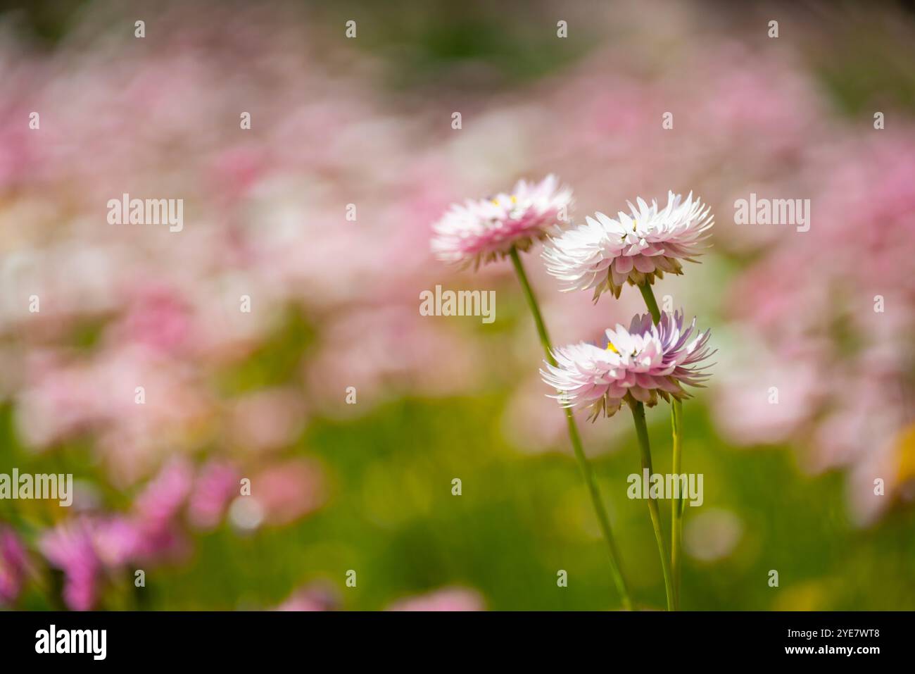 Drei Rhodanthe-Chlorocephala, die rosa und weiße, immerwährende Gänseblümchen, die in Western Australia und South Australia häufig vorkommen Stockfoto