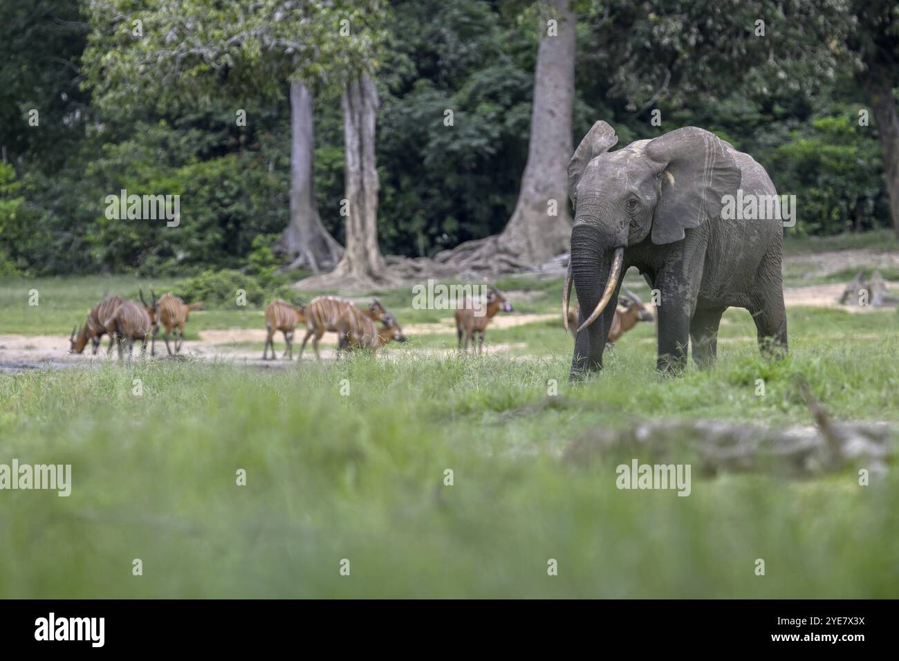 Waldelefant (Loxodonta cyclotis) und Bongoantilope (Tragelaphus eurycerus) in der Dzanga Bai Waldlichtung, Dzanga-Ndoki Nationalpark, UNESCO Stockfoto