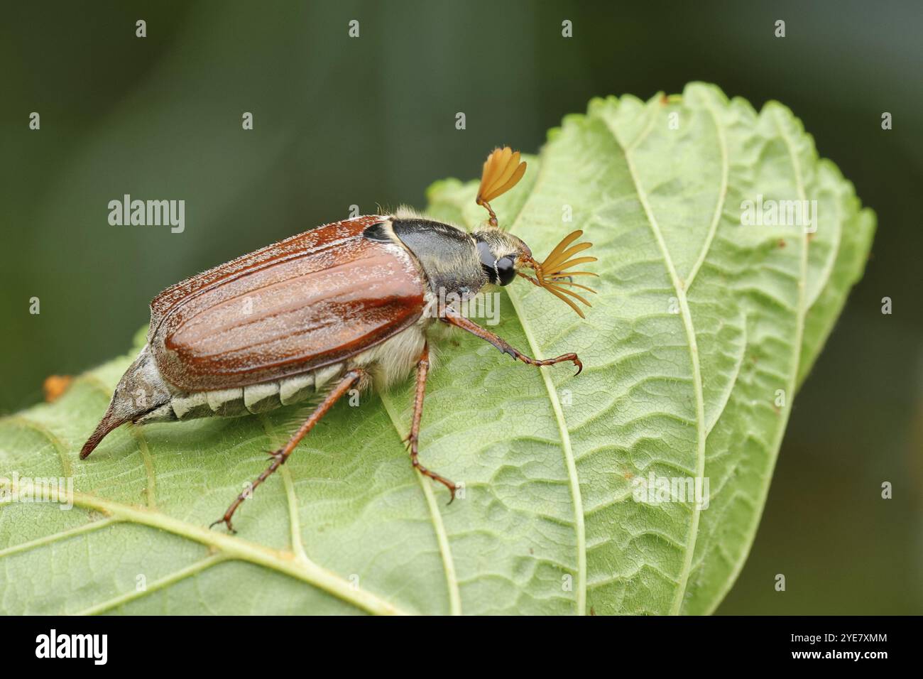 Holzhackenhäher (Melolontha hippocastani), männlich, auf einem Blatt einer Rosskastanie (Aesculus hippocastanum), Nahaufnahme, Wilnsdorf, Nordrhein-Westfalen, Stockfoto