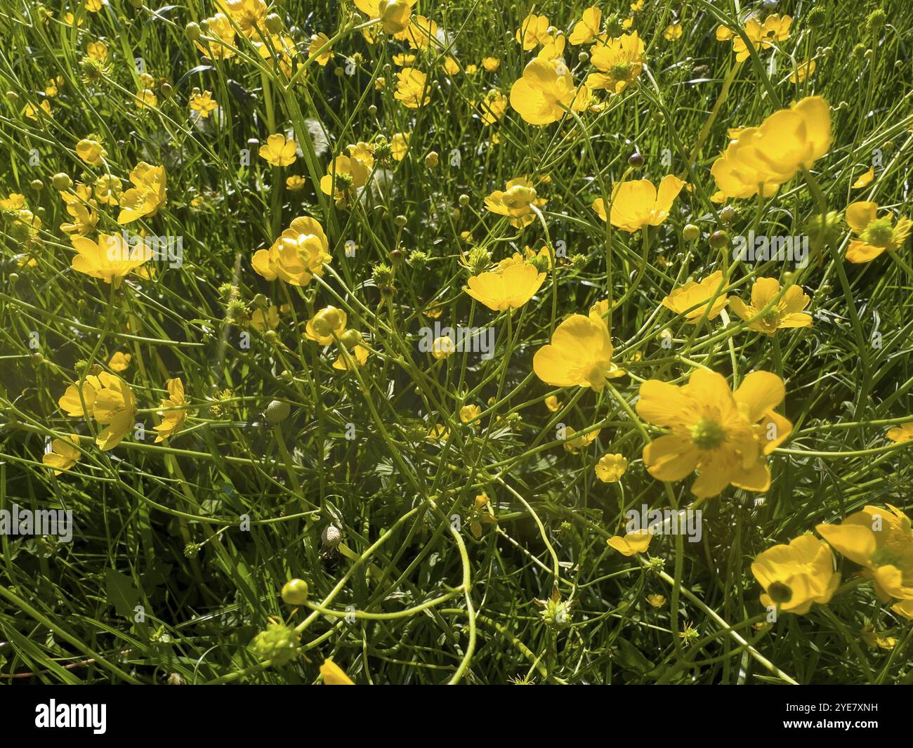 Blumenwiese, Butterblume, Butterblume (Ranunkulus acris) Stockfoto