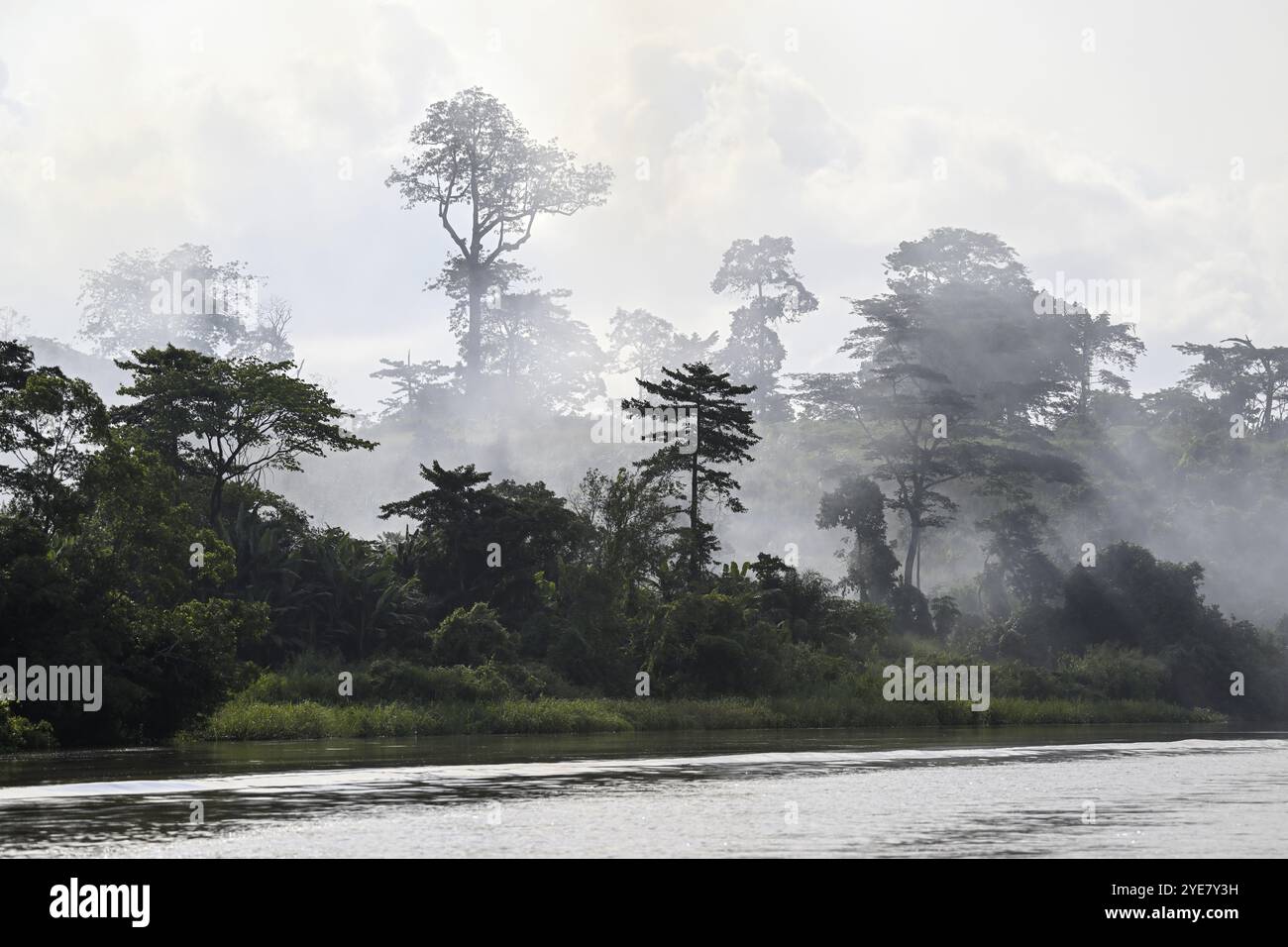 Nebel über dem Regenwald entlang des Flusses Sangha, Dzanga-Sangha Complex of Protected Areas (DSPAC), Präfektur Sangha-Mbaere, Zentralafrikanische Republik Stockfoto