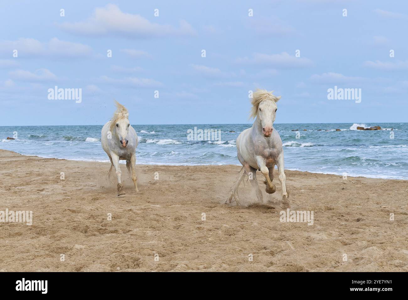 Zwei weiße Camargue Pferde, die am Strand entlang galoppieren, das Meer im Hintergrund, unter einem bewölkten Himmel, Camargue, Frankreich, Europa Stockfoto