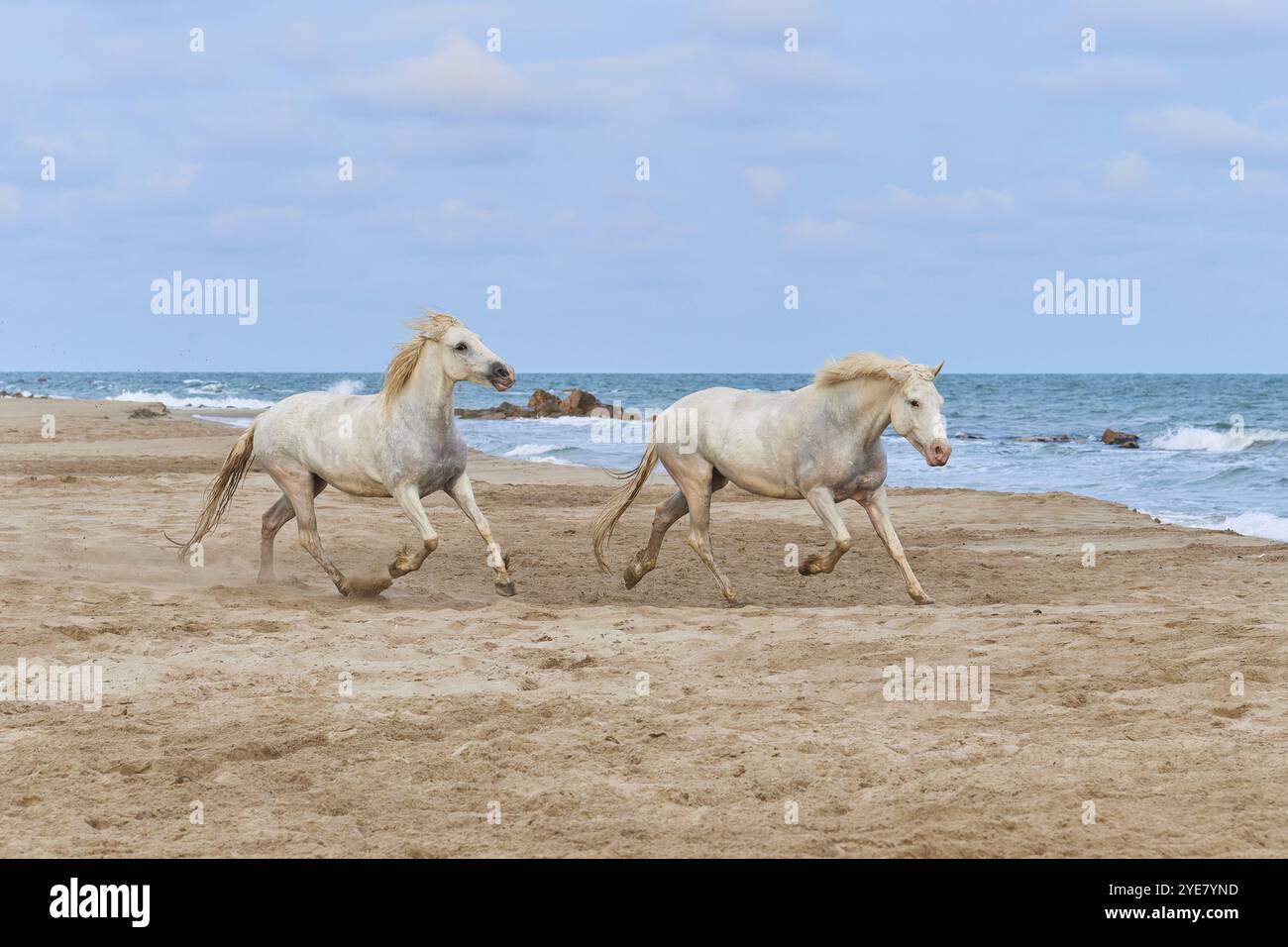 Zwei weiße Camargue Pferde, die am Strand entlang galoppieren, das Meer im Hintergrund, unter einem bewölkten Himmel, Camargue, Frankreich, Europa Stockfoto