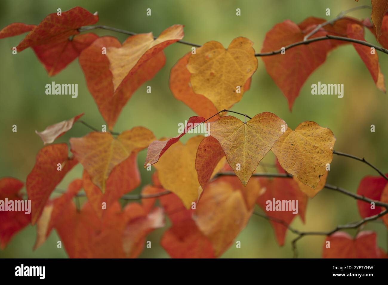 Judas-Baum (Cercis siliquastrum), Blätter in hellrot und orange, Herzen, dünne braune Zweige, Hintergrund grün und gelb verschwimmt, Herbst, Dortmund Stockfoto