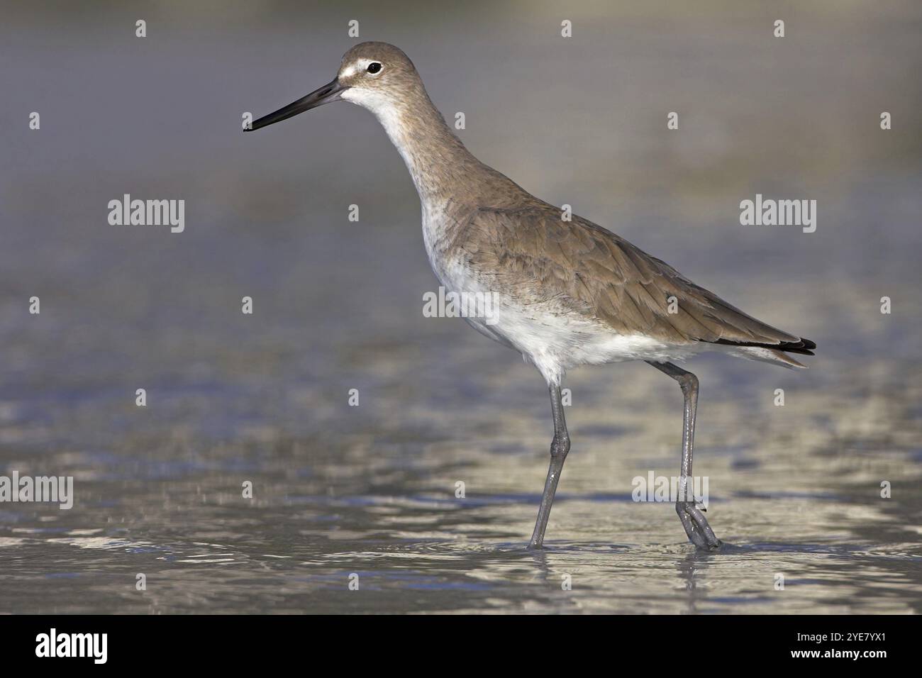 Mudpuppy, Willet, (Catoptrophorus semipalmatus), Familie Snipe, Florida, USA, Little Estero Lagoon, ft. Myers Beach, Florida, USA, Nordamerika Stockfoto