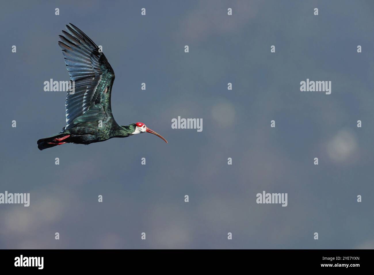 Glatze Ibis, (Geronticus calvu), glatter Hals Ibis. Ibis, Luftbild, Afrika, Giant's Castle Hide, Imbabazane Local Municipality, KwaZulu-Natal Stockfoto