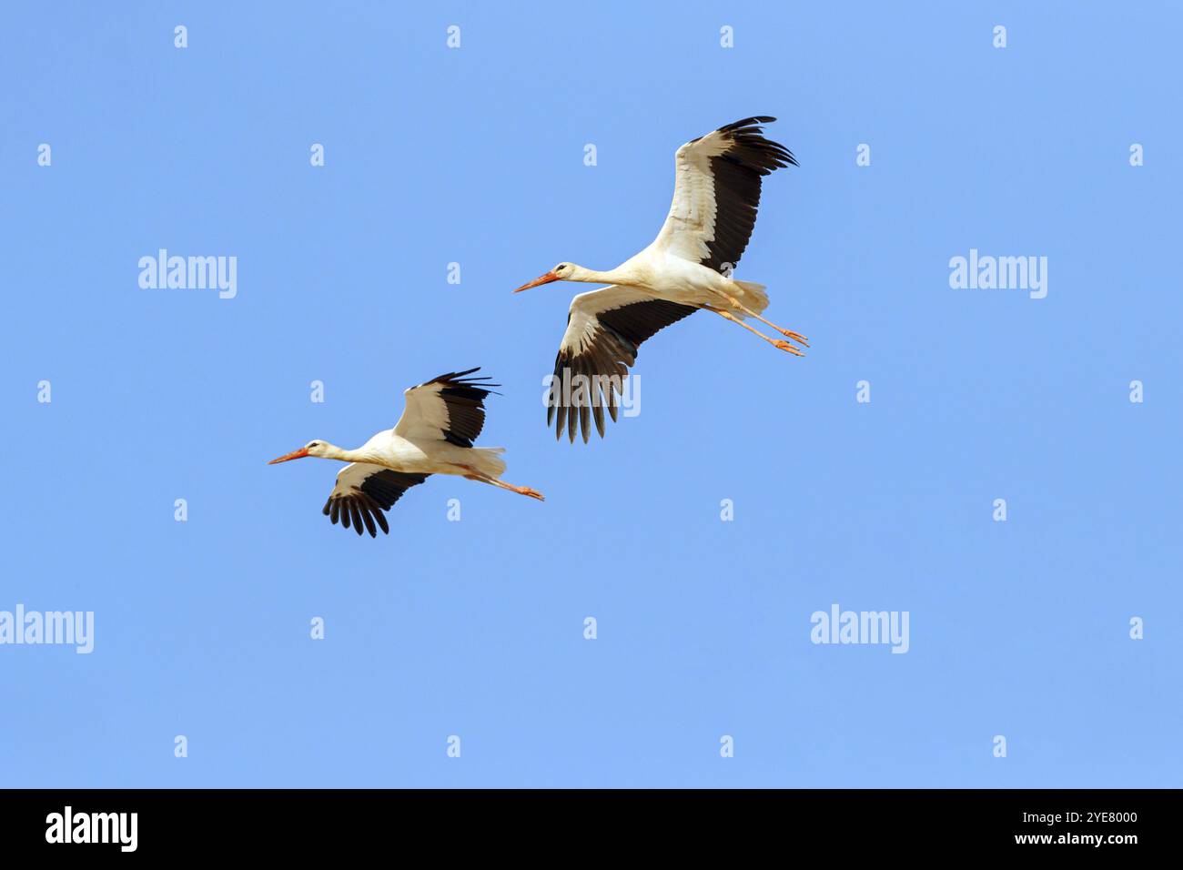 Weißstorch (Ciconia ciconia), zwei Störche vor dem blauen Himmel, aus der Luft, Raysut, Salalah, Dhofar, Oman, Asien Stockfoto