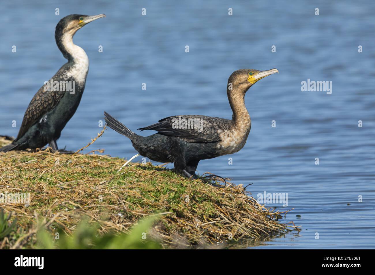 Weißbrust-Kormoran (Phalacrocorax lucidu), zwei Kormorane, auf Barsch, Futtersuche, Biotope, Kormoranfamilie, Afrika, False Bay Nature Reserve Stra Stockfoto