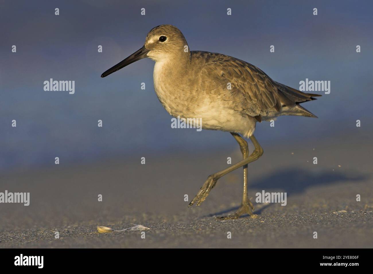 Mudpuppy, Willet, (Catoptrophorus semipalmatus), Familie Snipe, Florida, USA, Bowman's Beach, Sanibel, Florida, USA, Nordamerika Stockfoto