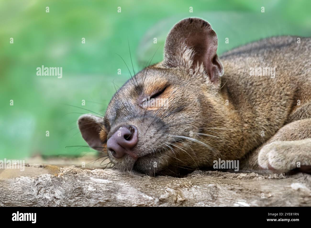 A Sleeping Fossa, (Cryptoprocta ferox) Stockfoto