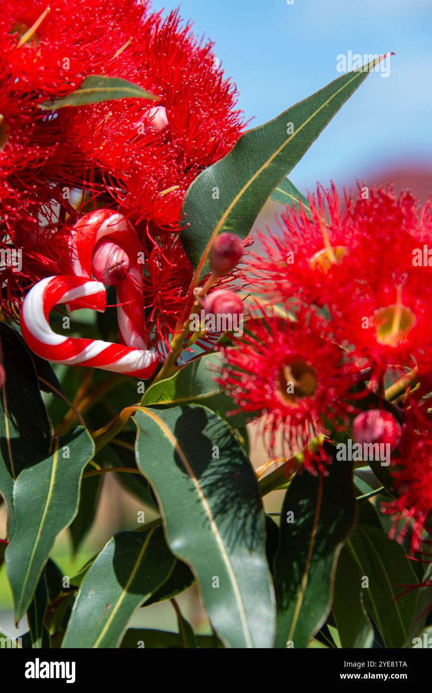 Ein australisches Weihnachten mit einem Herz in Form von Zuckerrohr, zwischen einem australischen Kaugummi in Blüte - vertikal, Sommer, Eukalyptus Stockfoto