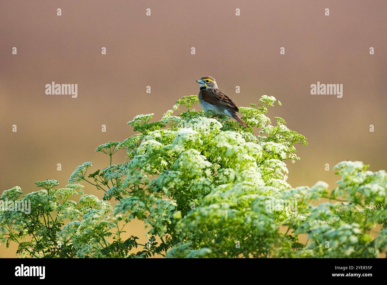 Dickcissel Spiza Americana-Gesang von der Spitze einer Umbelifer Anlage Cheyenne Bottoms Wildlife Area Barton County Kansas USA Juli 2015 Stockfoto