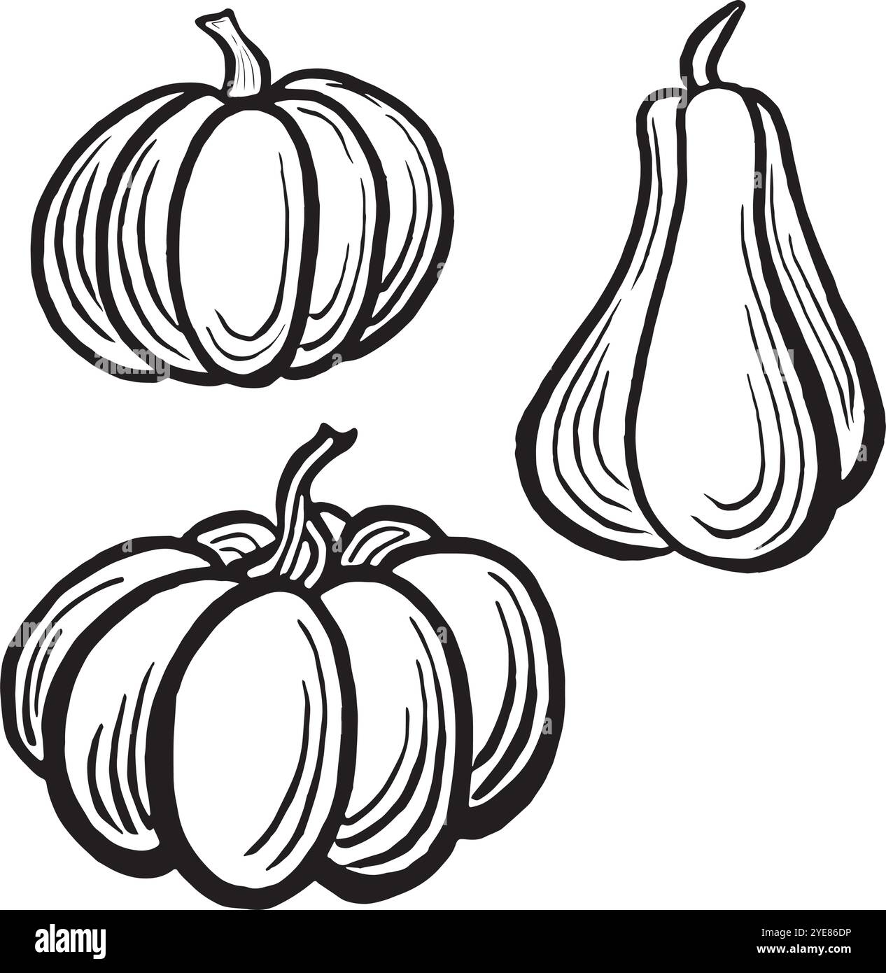Kürbisse. Legen Sie Herbstskizzen fest. Vektorlinien-Illustrationen, handgezeichnet isoliert. Schwarz-weiß-Doodle von Thanksgiving und Gemüse ernten Stock Vektor
