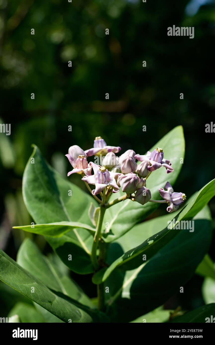 Akondo schnell wachsender, immergrüner Akondo mit weichen, großen, ovalen, grauen grünen Blättern mit einem seltsamen Herzen. Die Kronenblume oder Riesenmilchweed. Riesen Calo Stockfoto