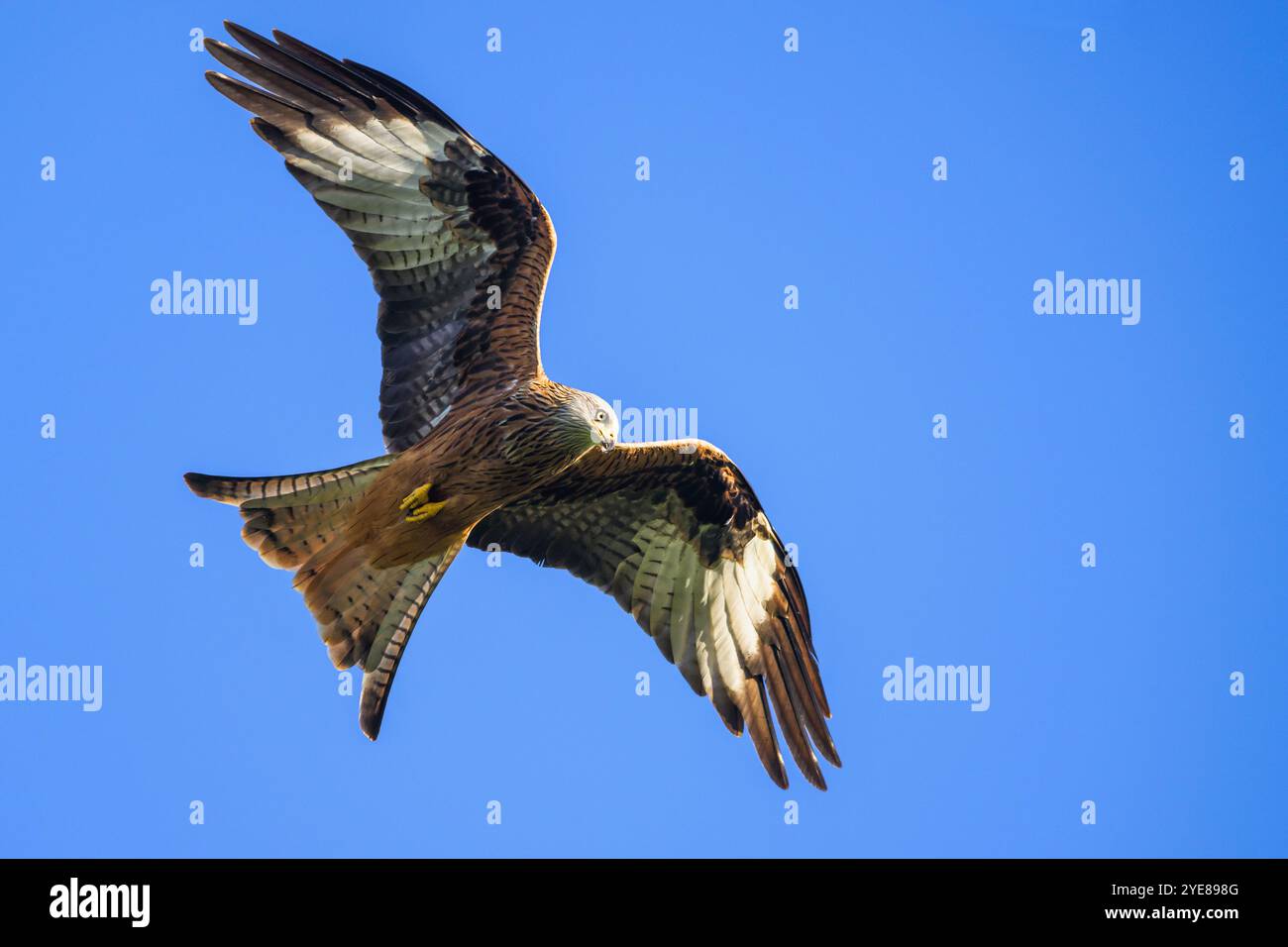 Red Drache, Milvus milvus, Vogel im Flug Stockfoto