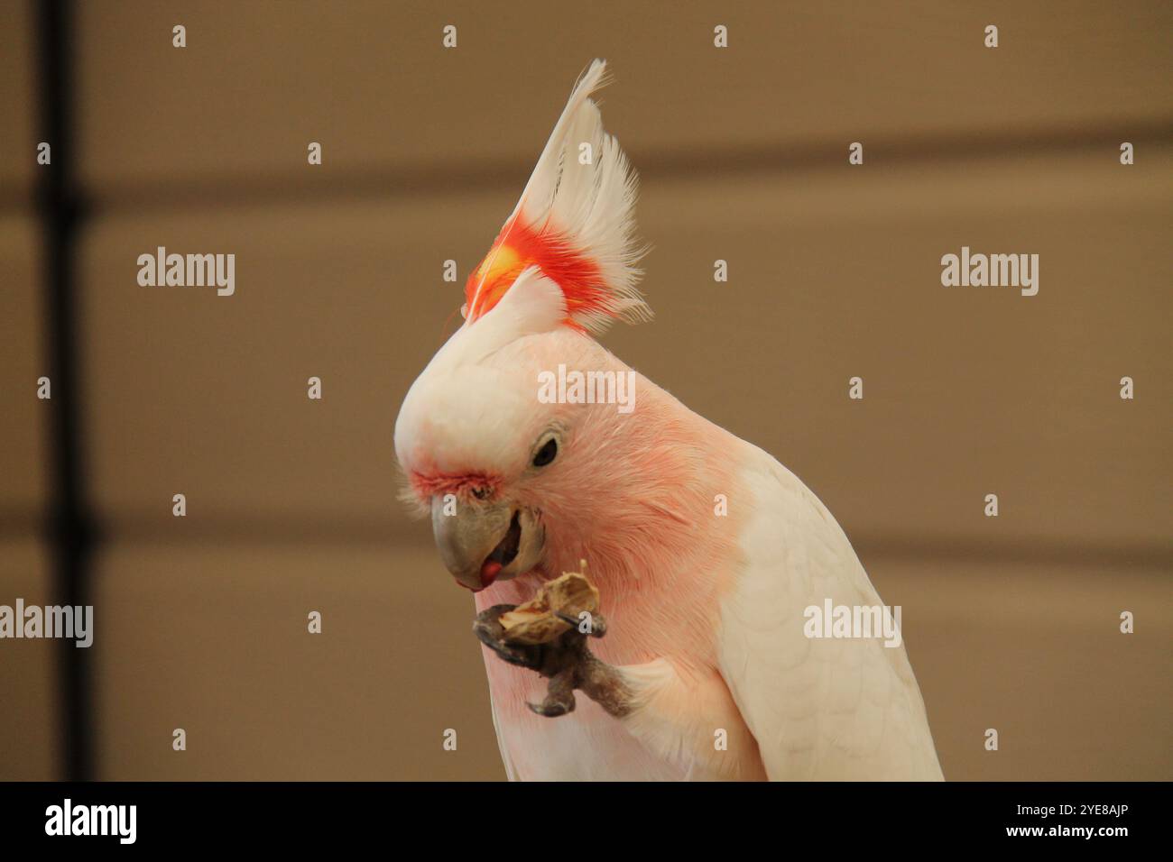 Ein Weißer Aras Papagei isst eine Erdnuss aus seiner Schale. Stockfoto