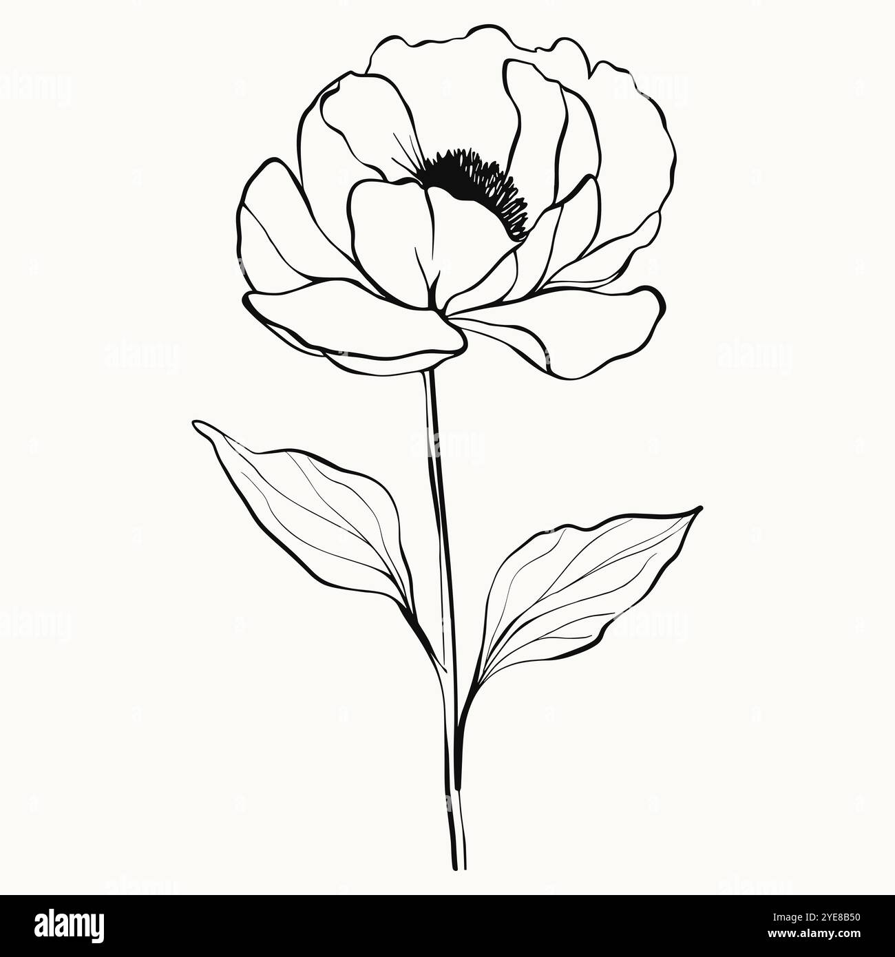 Pfingstrose blüte und blätter zeichnen -Fotos und -Bildmaterial in hoher Auflösung – Alamy