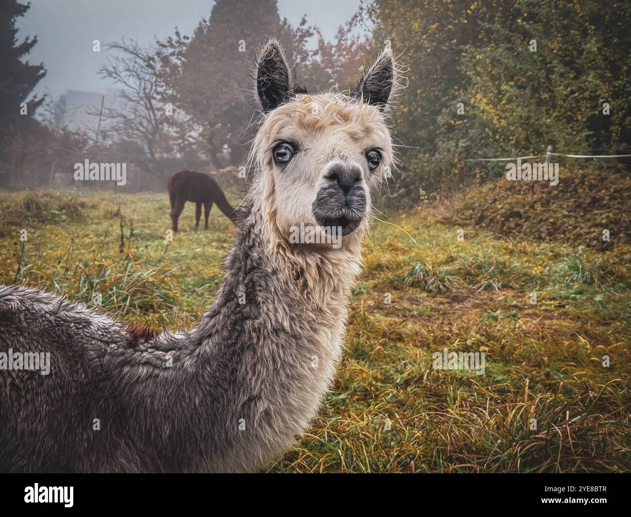Schweiz, Europa, Alpaka, Herbst, Nebel, Natur, Landschaft, Tierporträt, ländlicher Raum, Nachhaltigkeit, ökologische Landwirtschaft, Nahaufnahme, sanfte Neugier, Tierbeobachtung, Ruhe, Symbolbild, Umweltbewusstsein, Klimaschutz, Entschleunigung, Ressourcen, regionale Produktion, Rückkehr zur Natur, Biodiversität, ökologische Trends, Wohlfühlfaktor, Alpaka-Tourismus, nachhaltiger Tourismus, Wanderungen mit Tieren, Umwelt, Landwirtschaft im Wandel, Artenvielfalt, naturnahe Erholung, Klimawandel, Tierhaltung, Alpen. *** Schweiz, Europa, Alpaka, Herbst, Nebel, Natur, Landschaft, Tierporträt, Stockfoto