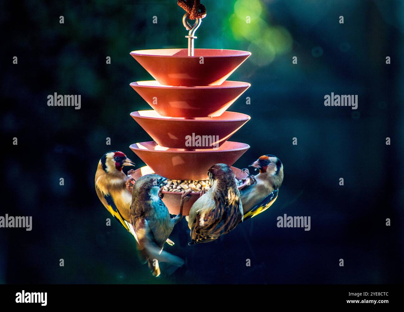 Spatzen und Goldfinken fressen bei Wintersonne Sonnenblumenkerne aus einem Vogelfutter Stockfoto