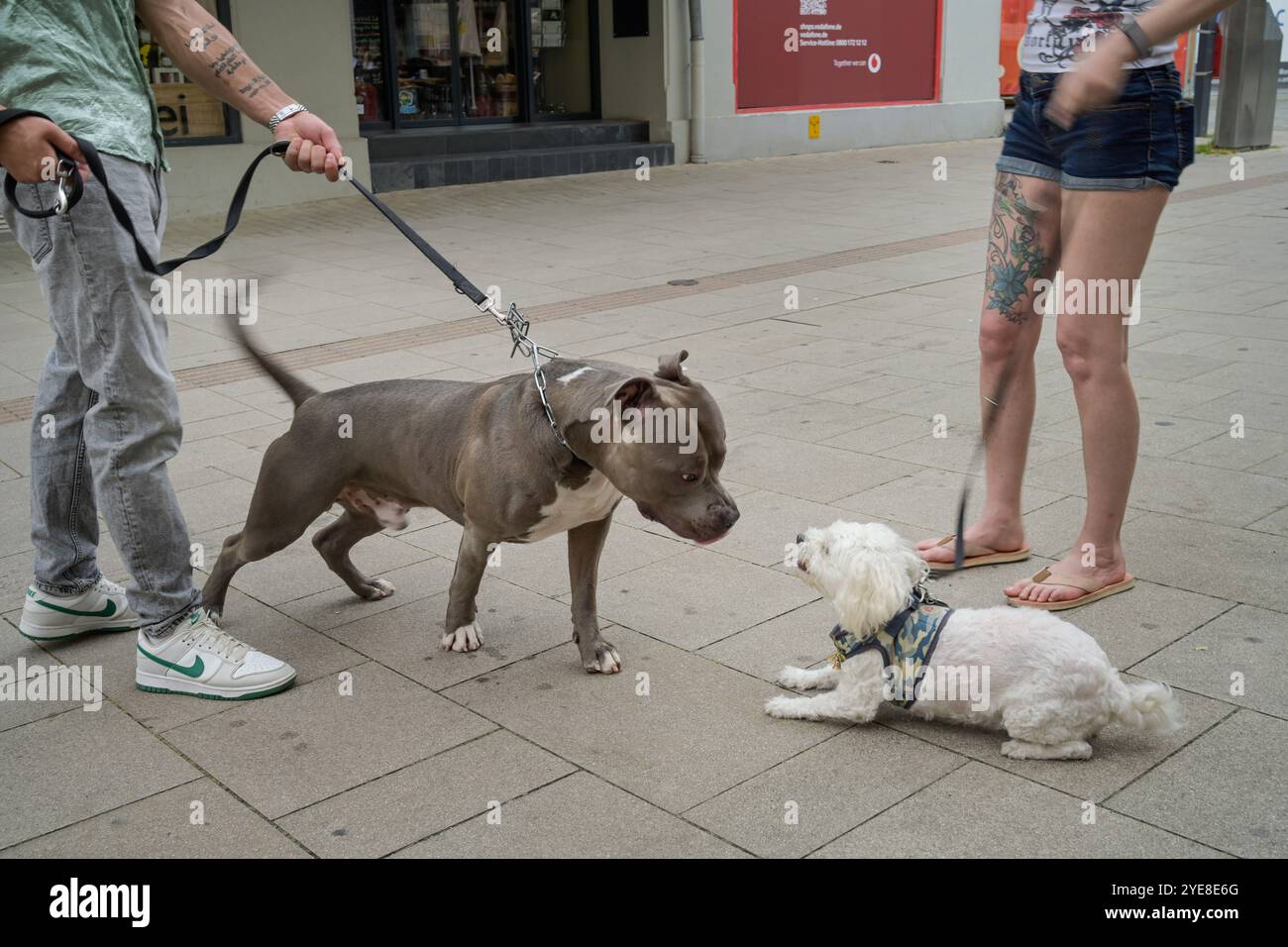 Zwei Hunde beschnuppern einander. Groß und Klein Stockfoto